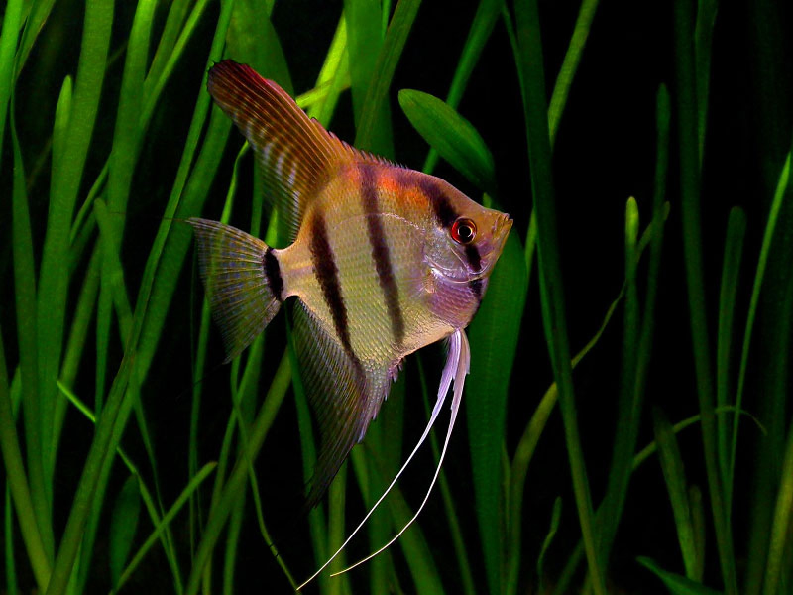скалярия аквариумная рыбка виды фото