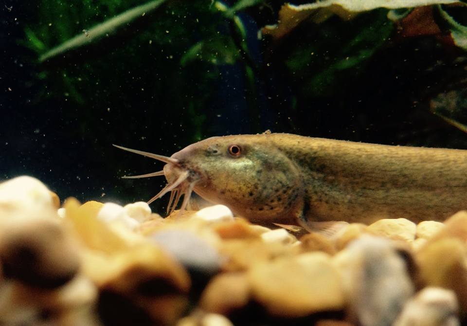No heater? No problem. Your introduction to temperate fish. - the