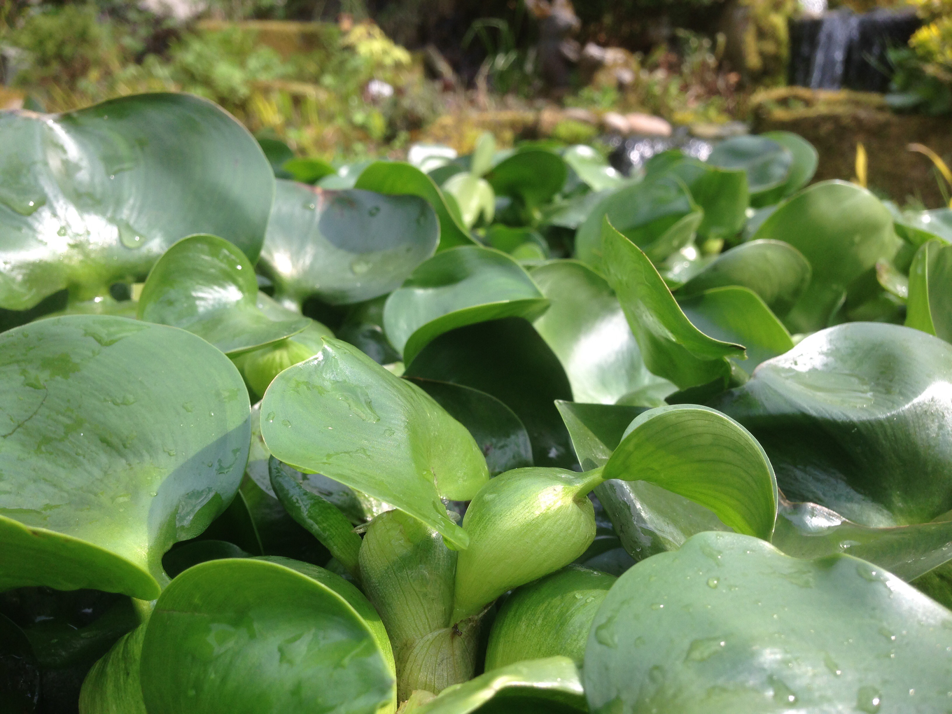 Updated list of Marginal Pond Plants 16th May the fishroom