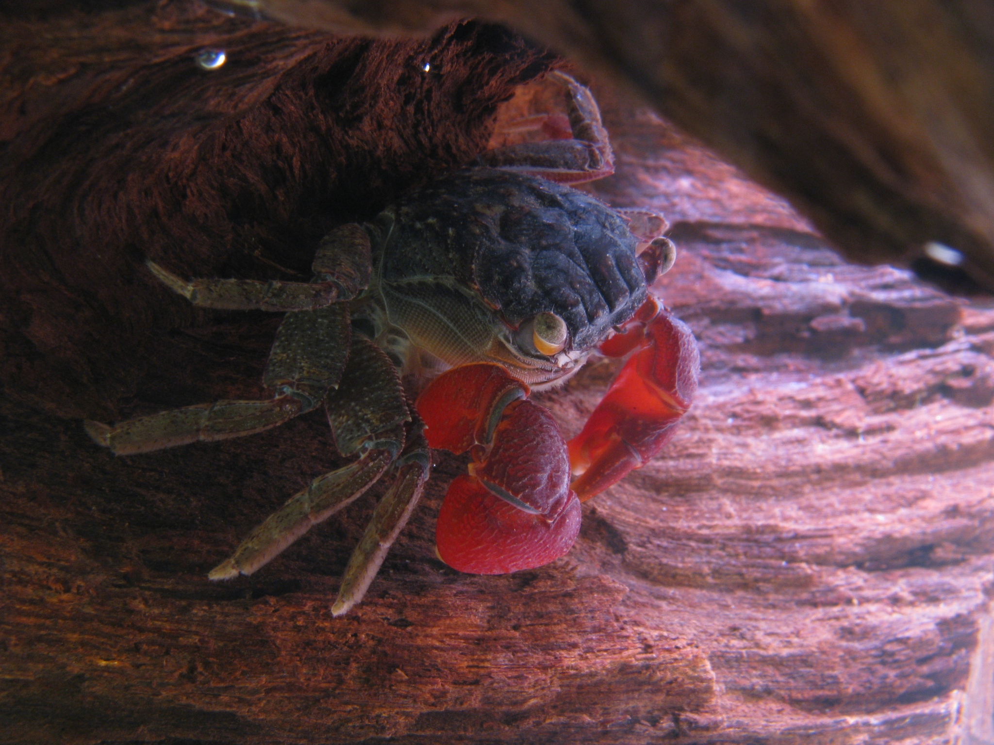 red-clawed_crab