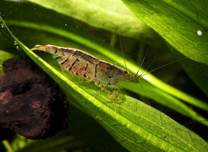 tiger-shrimp-caridina-cf-cantonensis-tiger-information-tiger-shrimp-for-sale-and-where-to-buy-cheap-tiger-shrimp-aquatic-mag-3