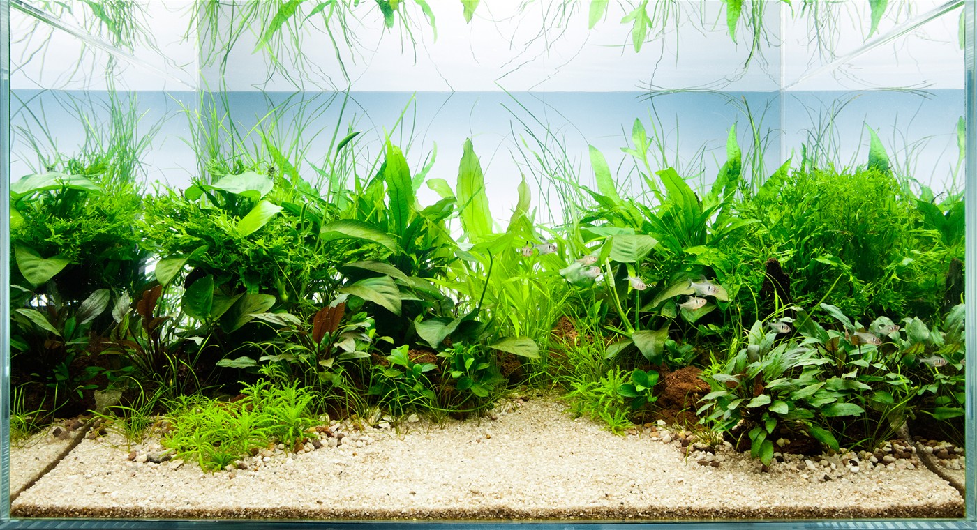fish tank with plants on top