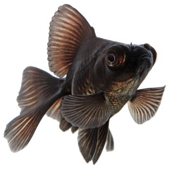 black_moor_goldfish
