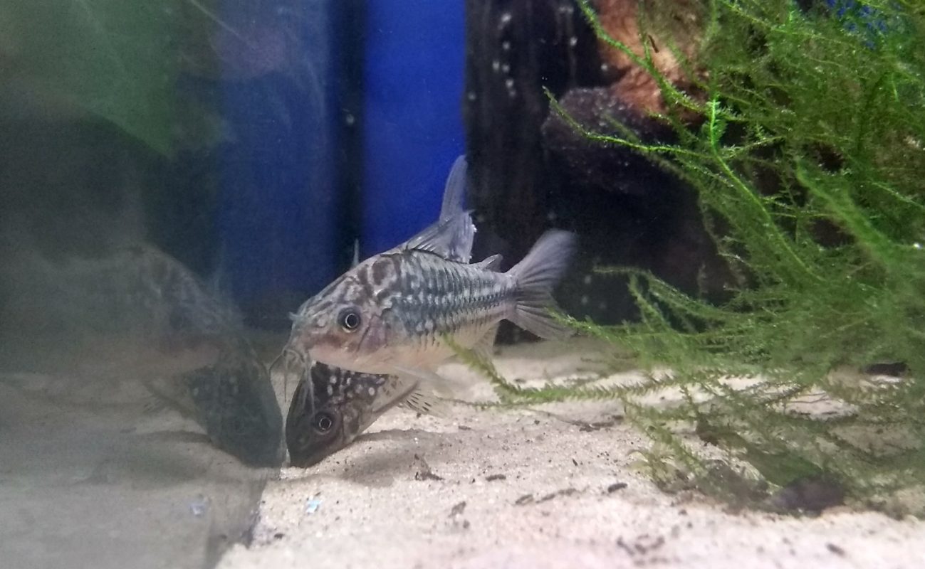 NEW ARRIVALS NOW IN Tropical Fish the fishroom Stockport Cheshire