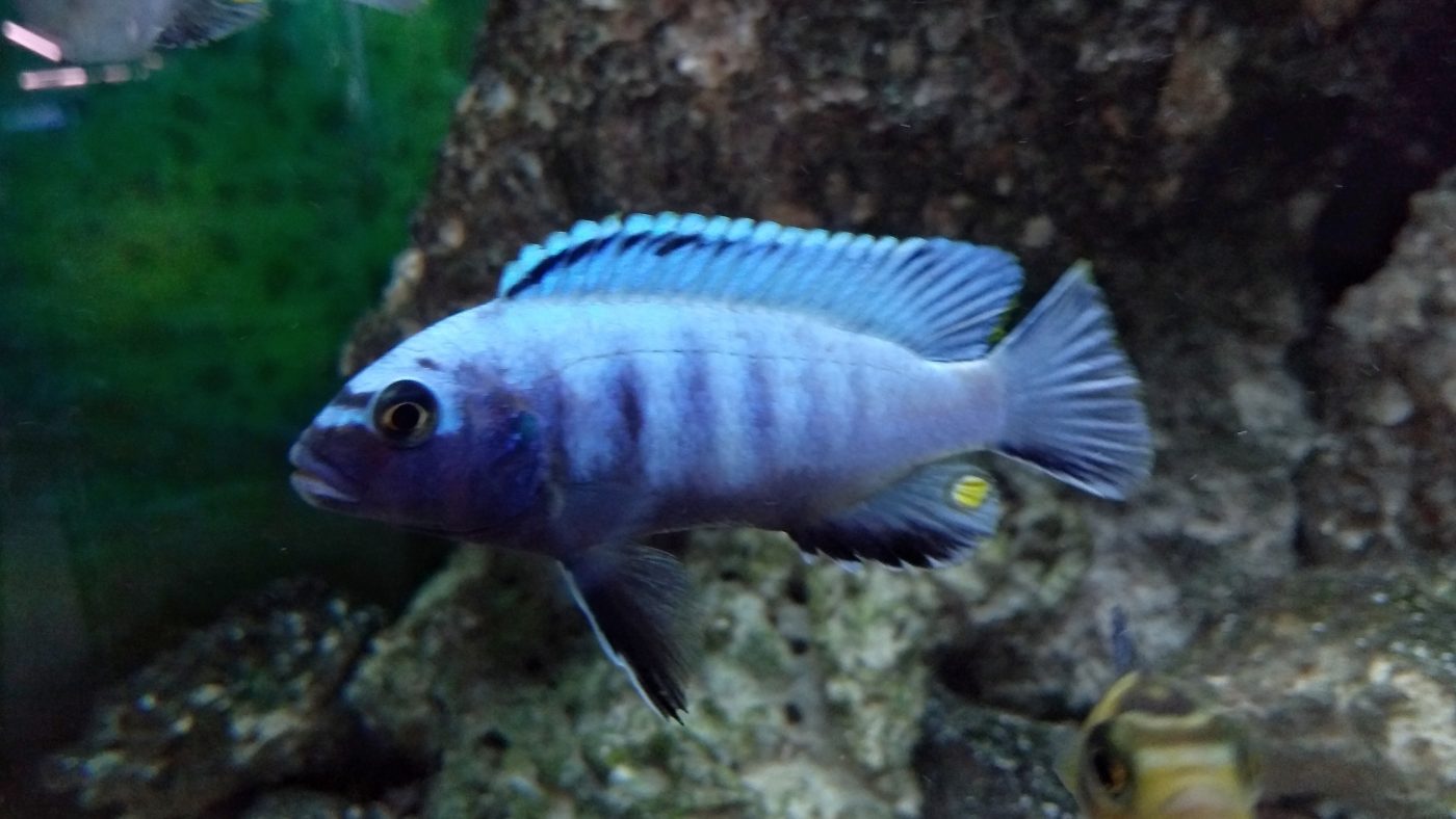 NEW ARRIVALS Tropical Freshwater Fish the fishroom Poynton